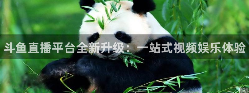 火凤足球直播：斗鱼直播平台全新升级：一站式视频娱乐体验